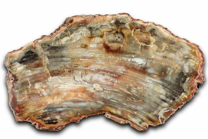 Beautiful, Petrified Wood (Araucaria) Slab - Madagascar #325140